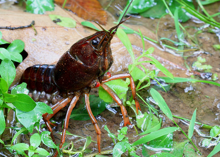 crayfish